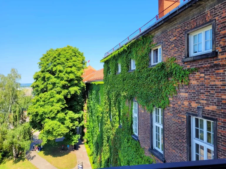 wawel zielony ogród